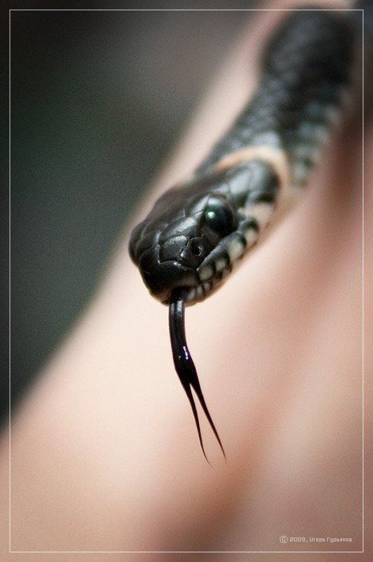 n48422m, змей, уж, гад Гадphoto preview