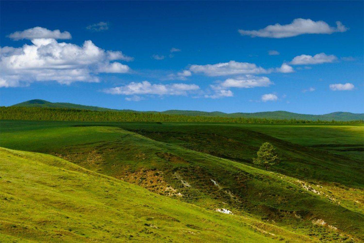 дерево шамана. Автор: Kaiser Sozo байкал, остров ольхон, одинокое дерево, Kaiser Sozo