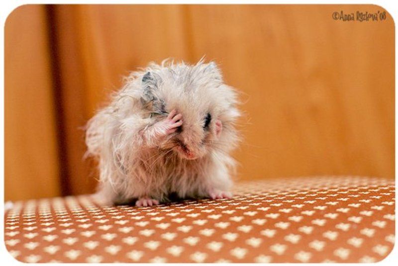 humster,pets обидели мышку...photo preview