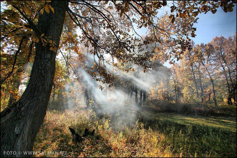 дубрава,осень, дубрава.photo preview