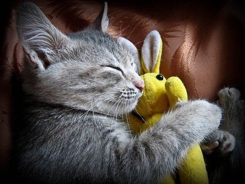 Спят усталые игрушки фото превью