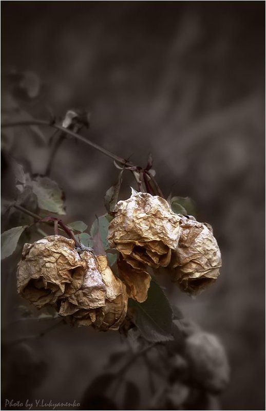 осень, роза, настроение, лукьяненко Настроение - Осеньphoto preview