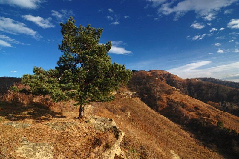 кисловодск, курортный парк, теренкур, малое седло, заброшенные уголки, поздняя осень, сосна, скалы, 2008 Итальянская соснаphoto preview