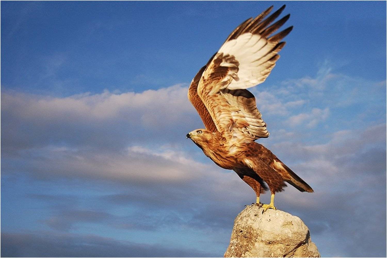 Автор: Срибный Евгений , Срибный Евгений