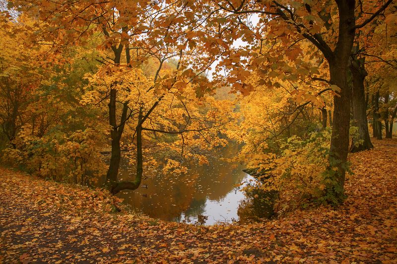 золотаяphoto preview