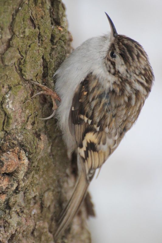 Птица древолаз Пищухаphoto preview