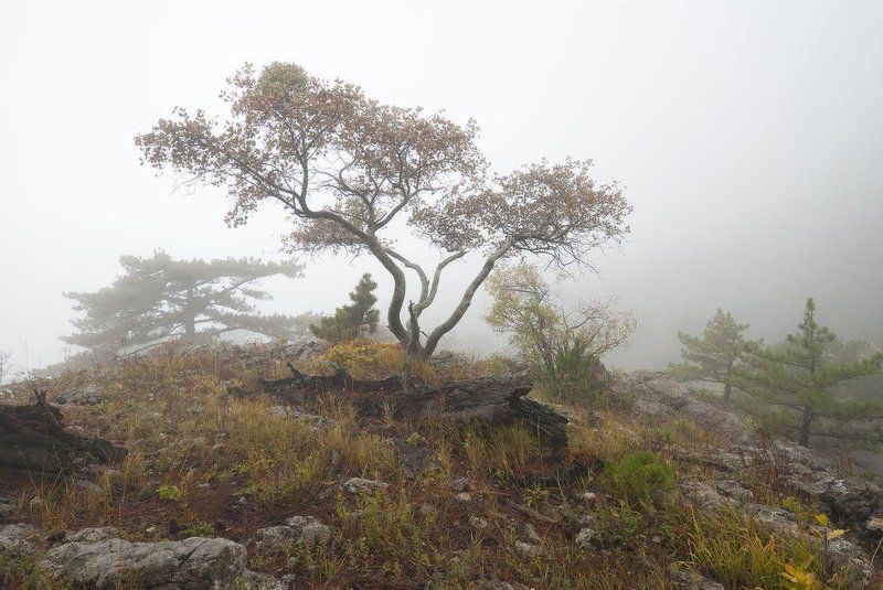 Крымский бонсаи...photo preview