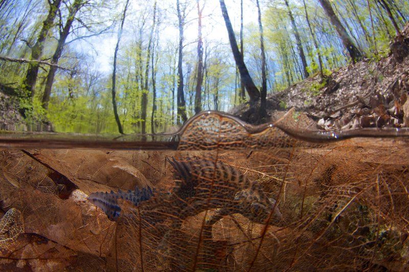 Весна, Малоазиатский тритон, Предгорья Кавказа, Ручей Спрятался!photo preview