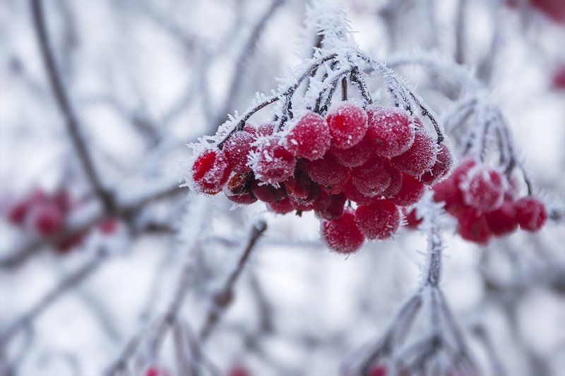 Грозди, Иней, Калина, Природа, Россия, Тульская область, Утро Грозди калины покрыты осенним инеем фото превью