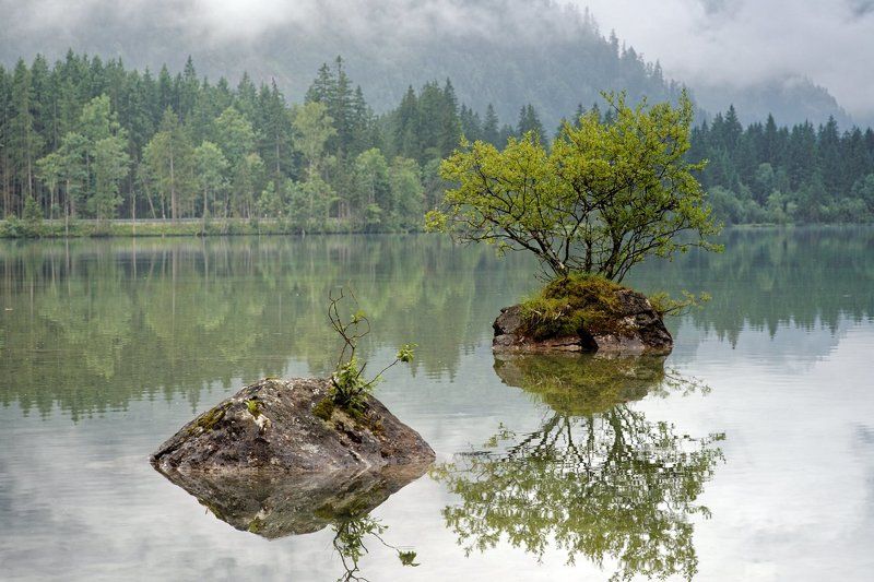 Бонсайphoto preview