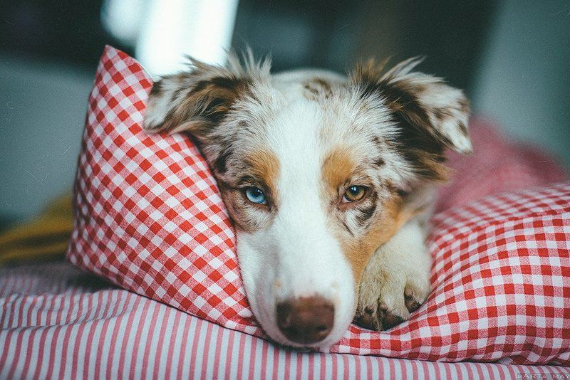 аусси, собака, dog, австралийская овчарка, глаза Утро...photo preview