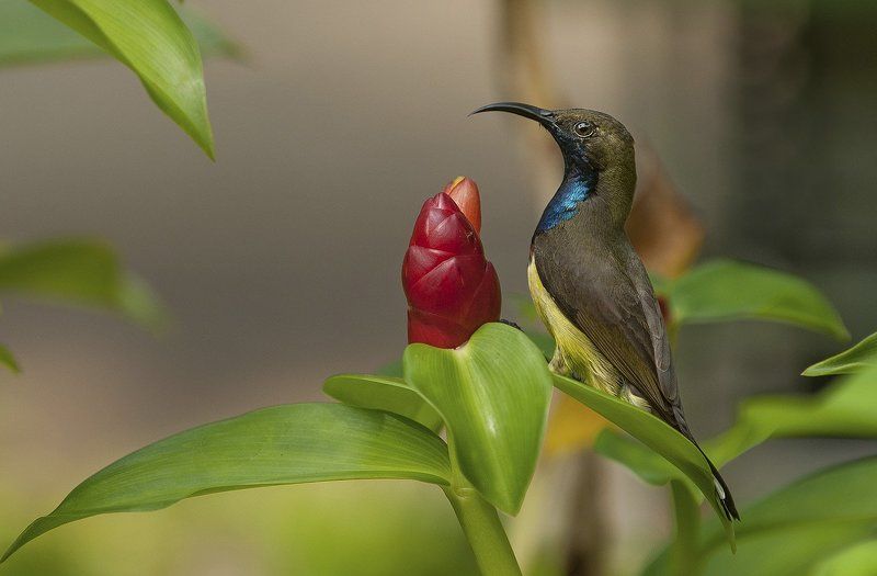 Paradisaeidaephoto preview