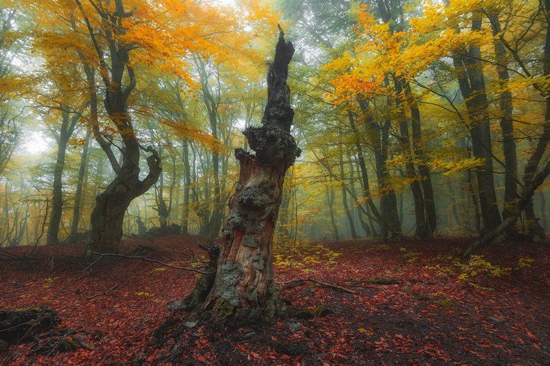 крым ***photo preview