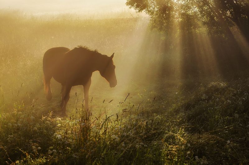 Спрятаться в туманеphoto preview