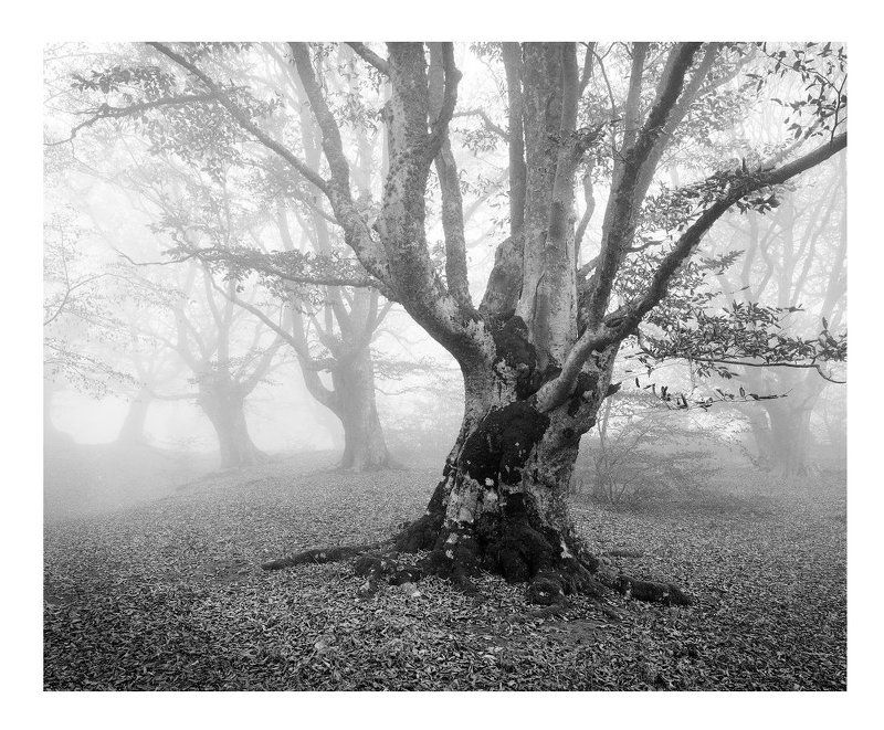 Crimea, Крым, Пленка Autumn mistphoto preview