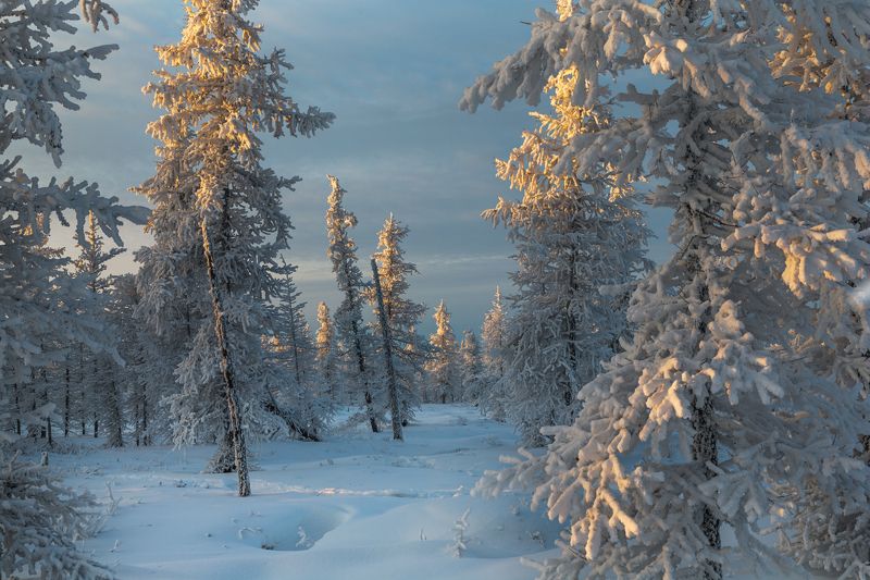 Закат, Зима, Ноябрь, Снег, Тундра, Янао Один ноябрьский закат!photo preview