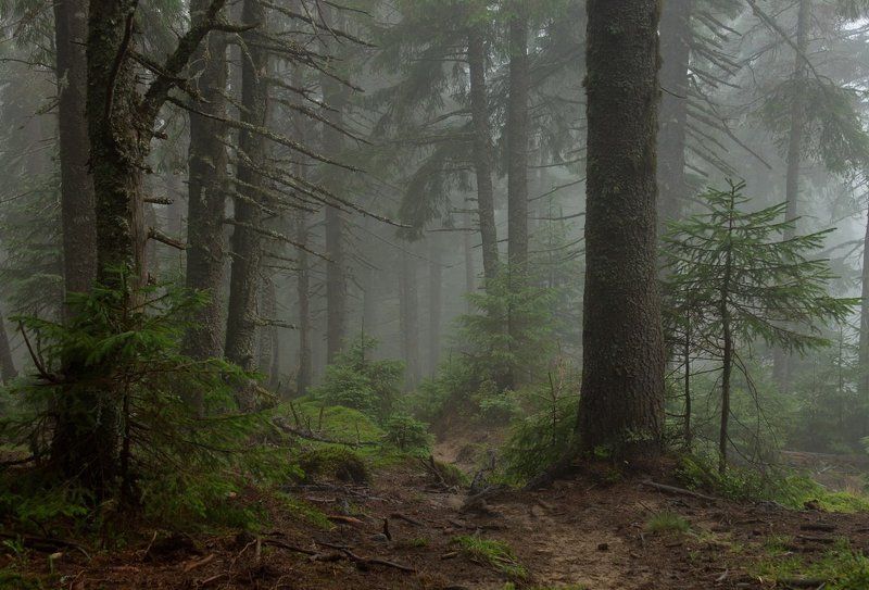 . . . фото превью