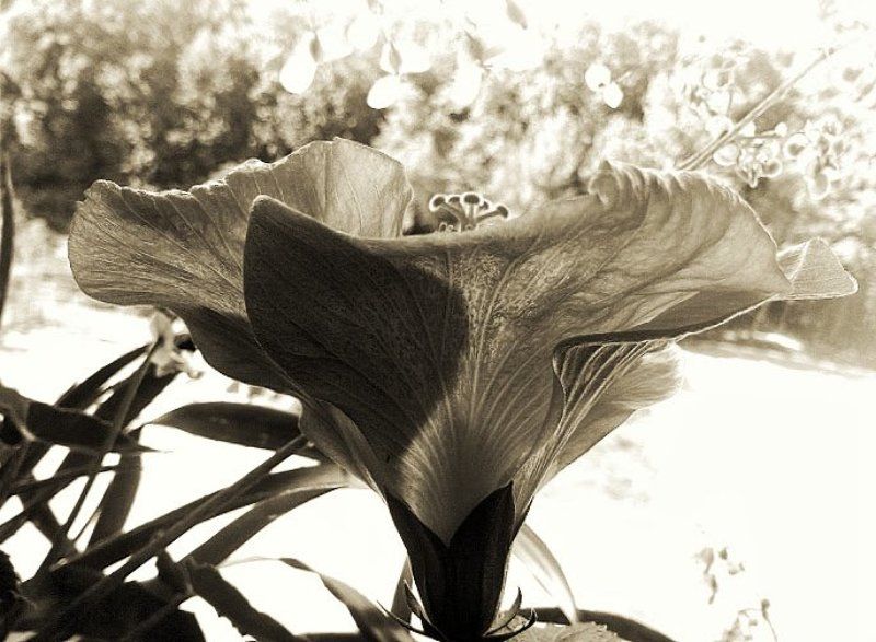 гибискус, танец анитры, цветок, игра света, мираж Игра света. Мираж. Танец Анитры...photo preview