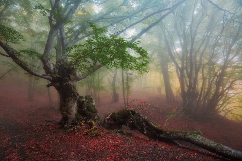 демерджи, крым ***photo preview