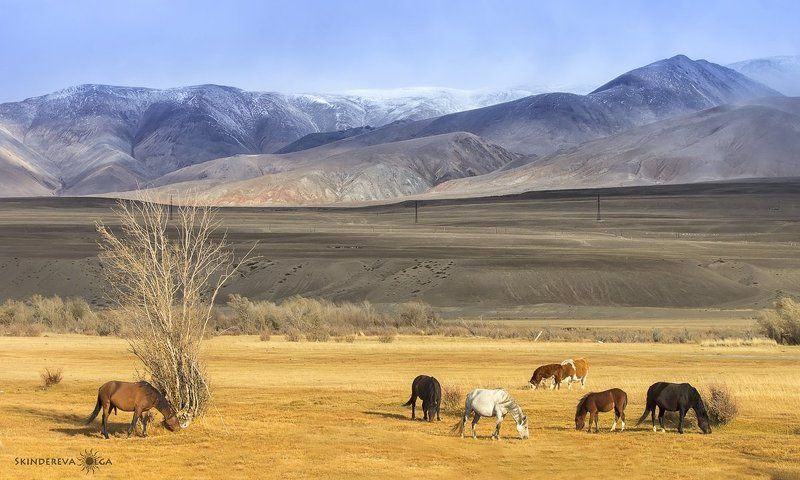 На фоне сини горphoto preview