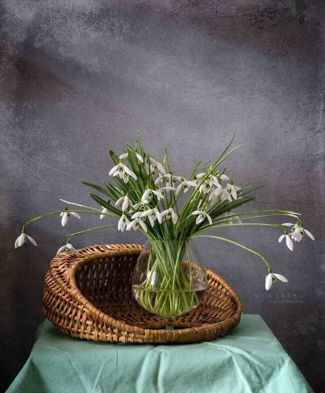 Snowdrops 1photo preview