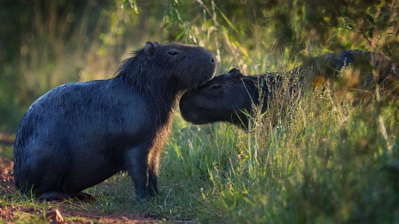 Первые встречиphoto preview