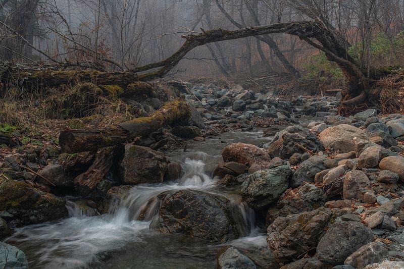 ручей, река, лес, камни, дерево, туман, дымка, ствол, архыз, горы, карачаево-черкесия РУЧЕЙ В АРХЫЗСКОМ ЛЕСУphoto preview