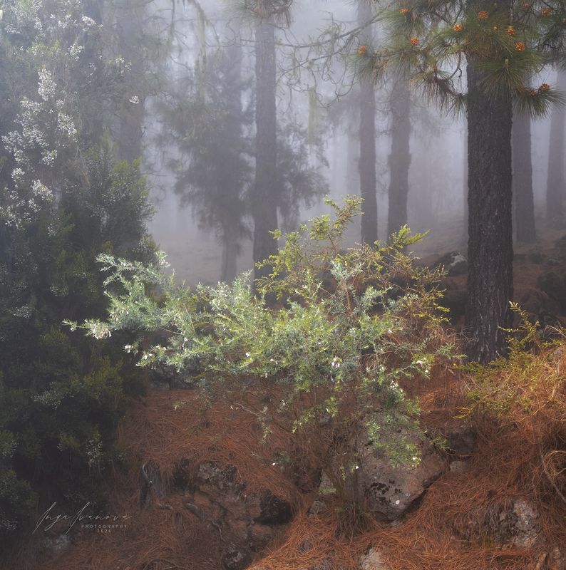 Teide, Canary Islands Tenerifephoto preview