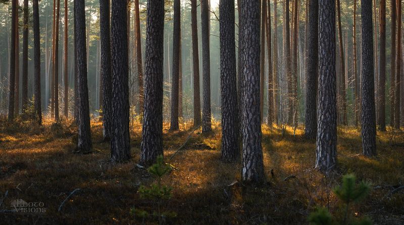 forest,woods,woodland,spring,light,trees,nature,landscape,colorful Springtime Magic in the Woods фото превью