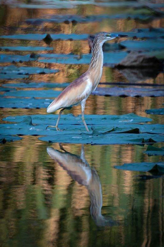 желтая цапля Желтая цапля фото превью