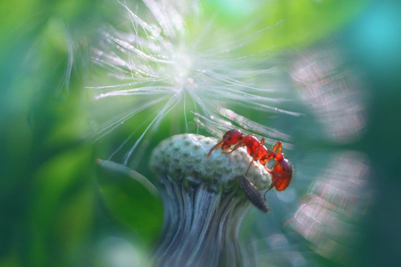 лето, одуванчики, муравей, рыжая мирмика ***photo preview