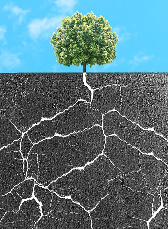 Life finds its wayphoto preview