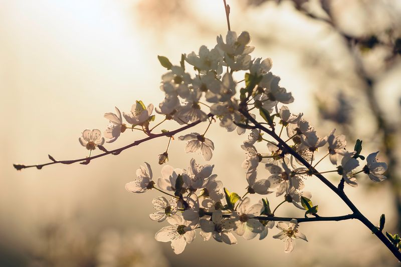 Spring timephoto preview