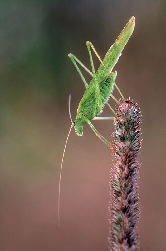 Пластинокрылphoto preview