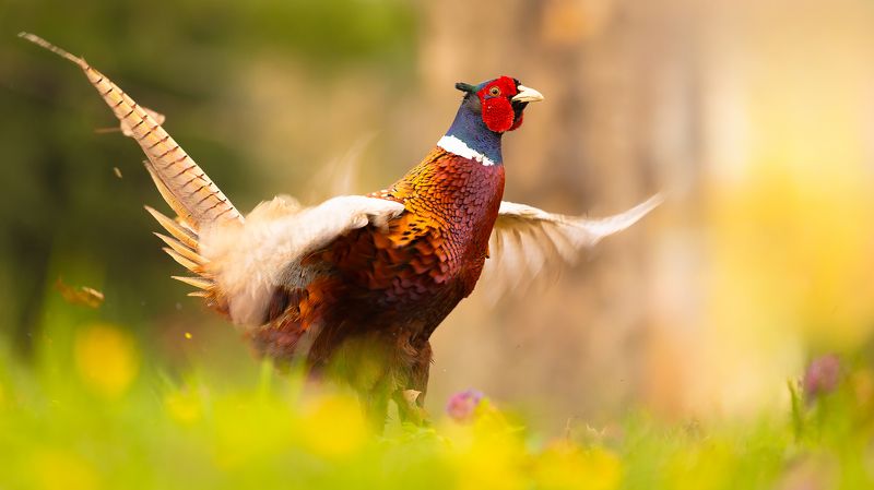 Pheasantphoto preview