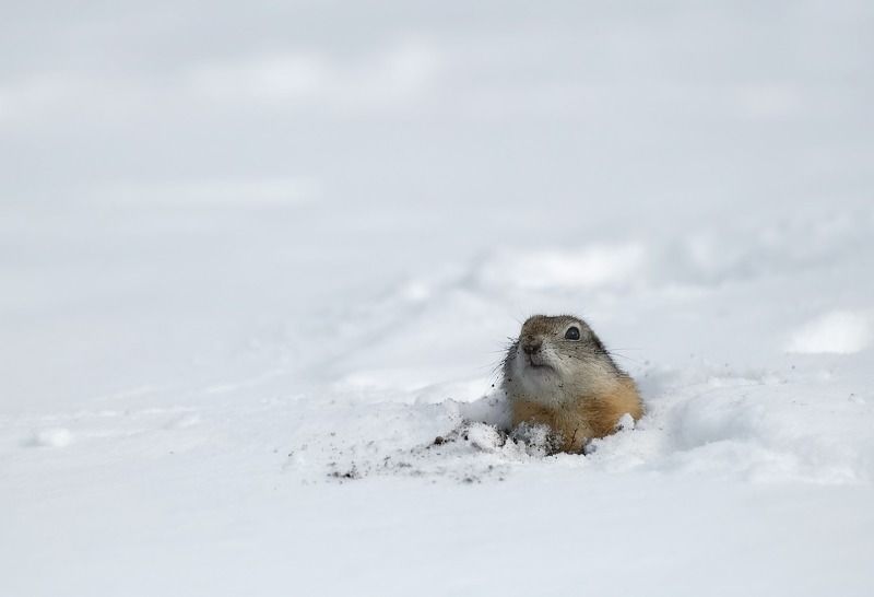 весна, сибирь, суслик, снег, холод, норка \
