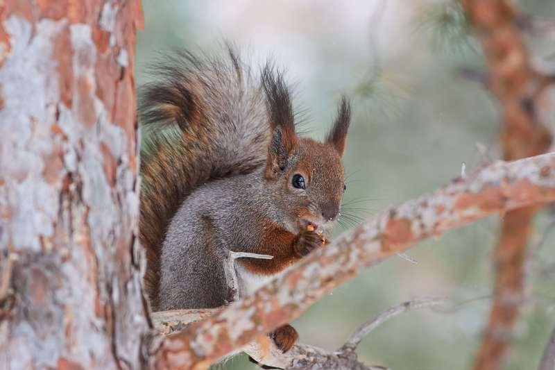 Sciurus vulgaris, volgograd, russia, wildlife,  Sciurus vulgarisphoto preview