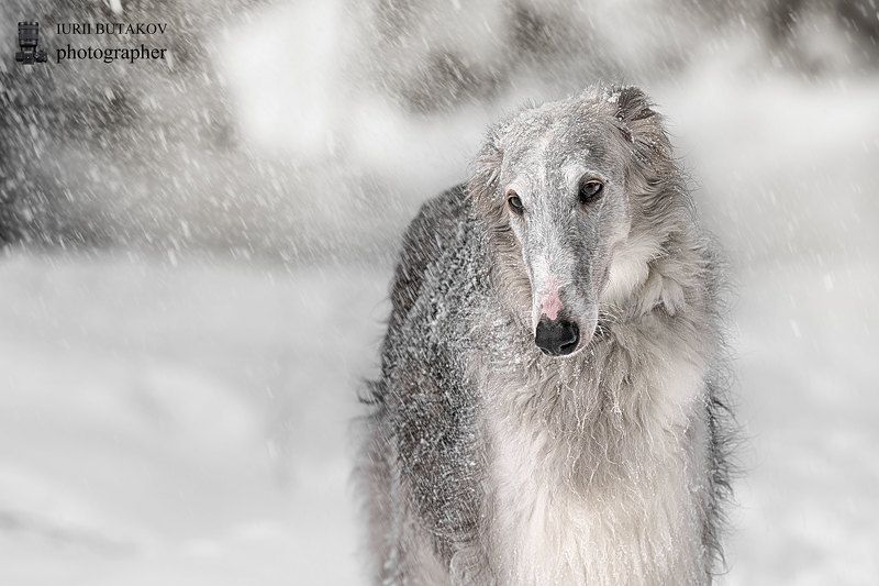 Радушкаphoto preview