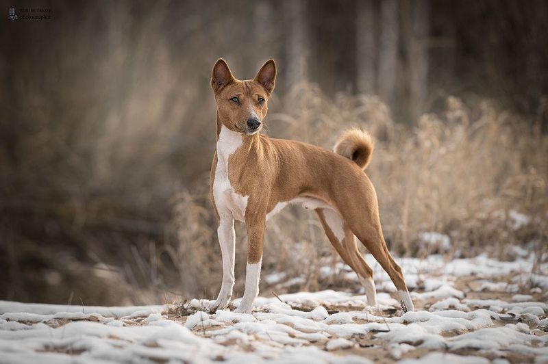 Платонphoto preview