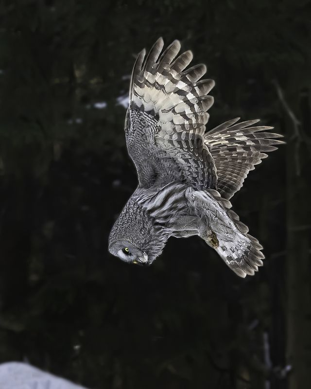 птица, неясыть, зависание, снег, лес Зависаниеphoto preview