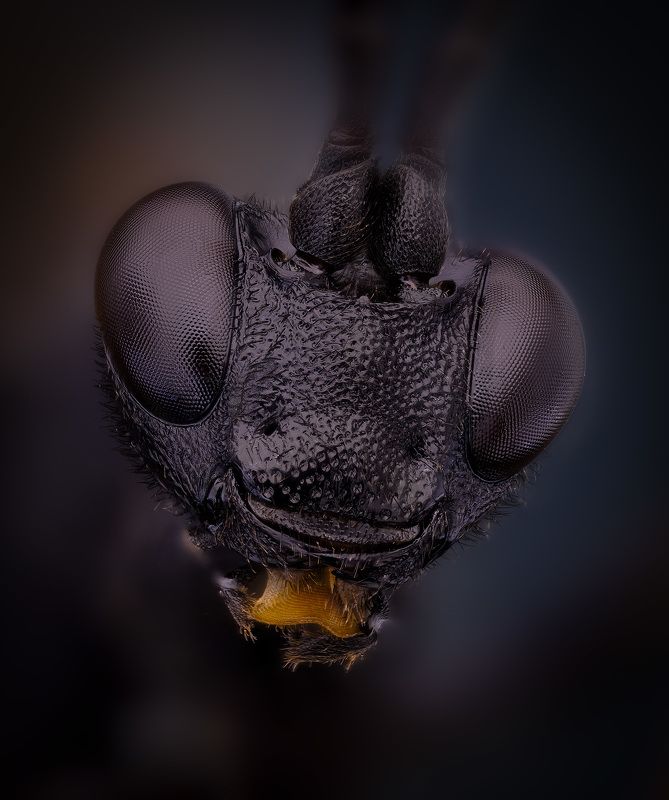 hymenoptera,  ichneumonidae,  ichneumonai, dusona sp.наездник Наездникphoto preview