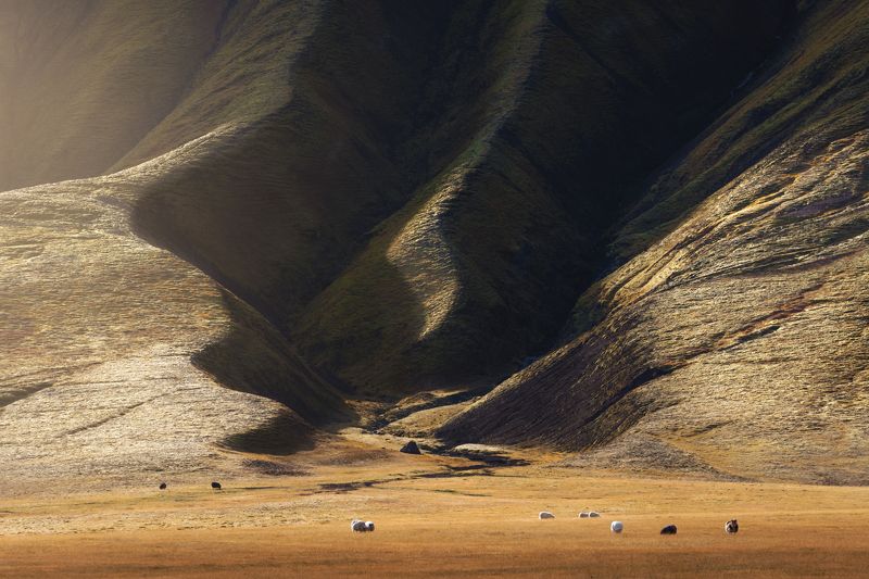 Sheep in Icelandphoto preview