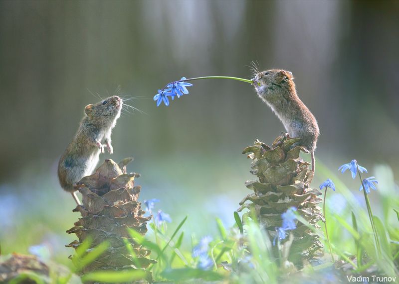 мышь, mouse ***photo preview