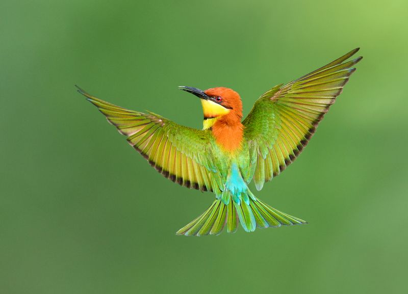 #Natural #Birds #Chestnut-headedbee-eater #SaveBird  Flying beauty photo preview