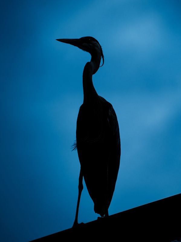 птица, цапля, силуэт Силуэт серой цаплиphoto preview