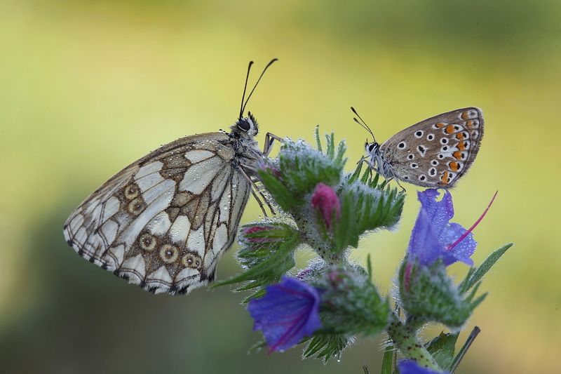 *** фото превью
