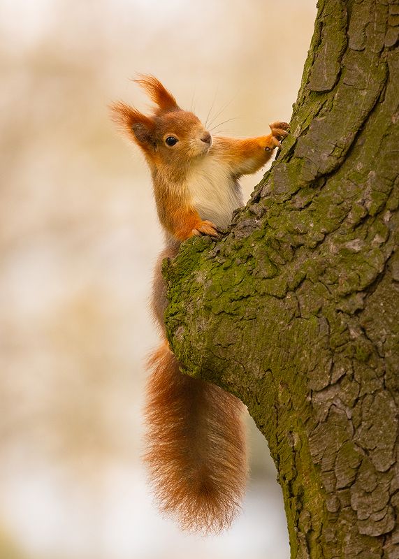 Squirrelphoto preview