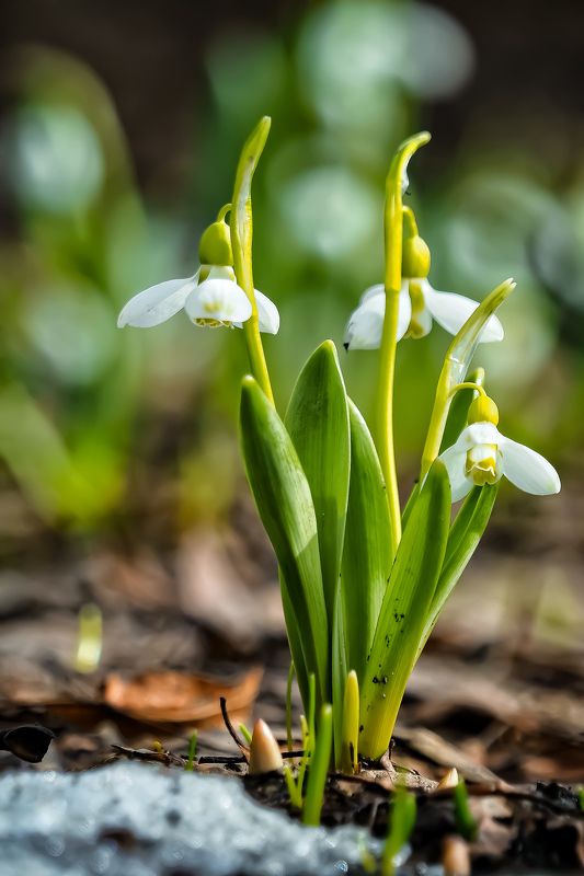 Весна, Аптекарский огород Весна в Аптекарском огородеphoto preview