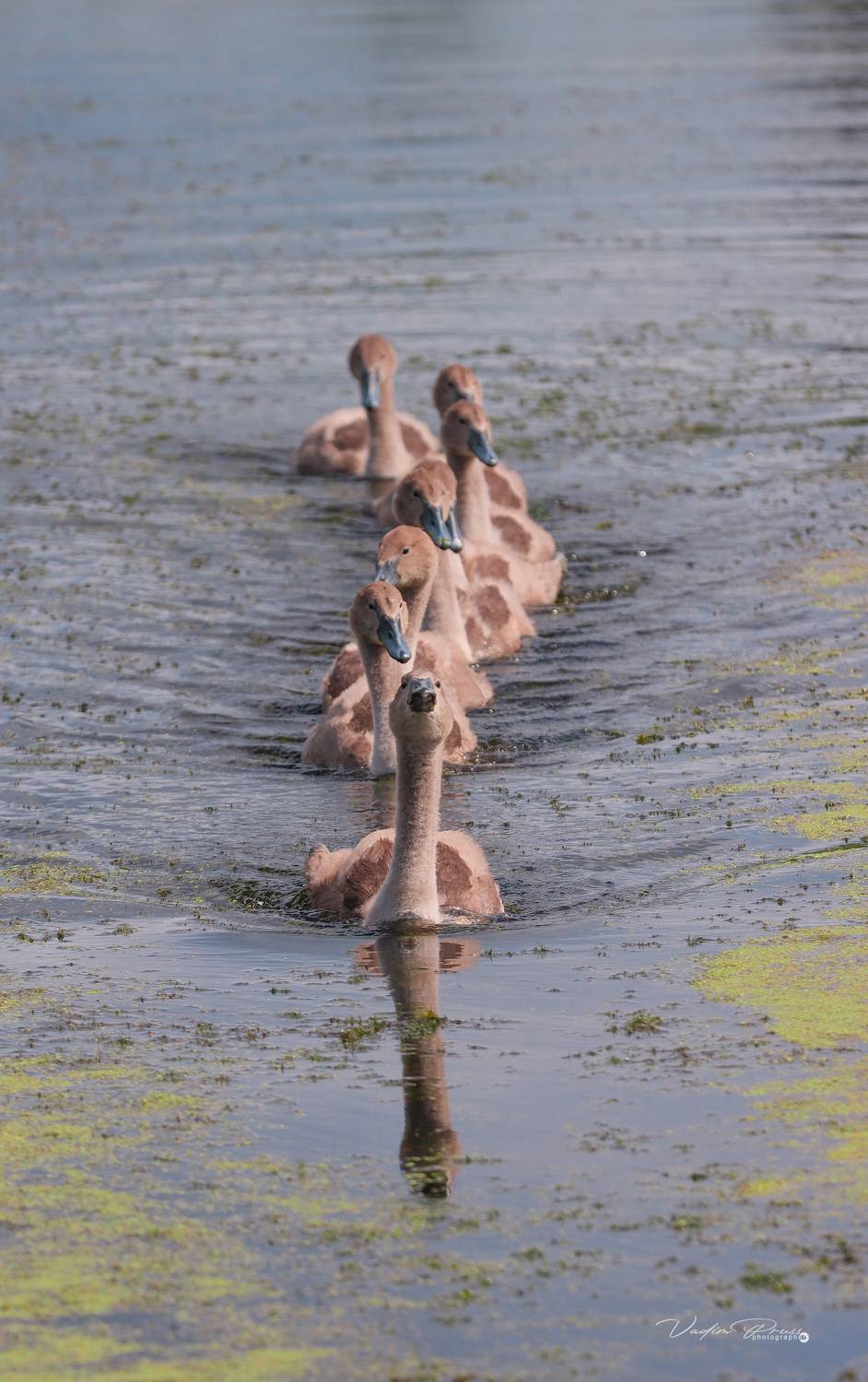 лебедь, птенцы, животное, птица, фотография, плывут, Калининградская область, Мамоново, 2022, swan, chicks, animal, bird, photography, swimming, Kaliningrad region, Mamonovo, Vadim Svirin