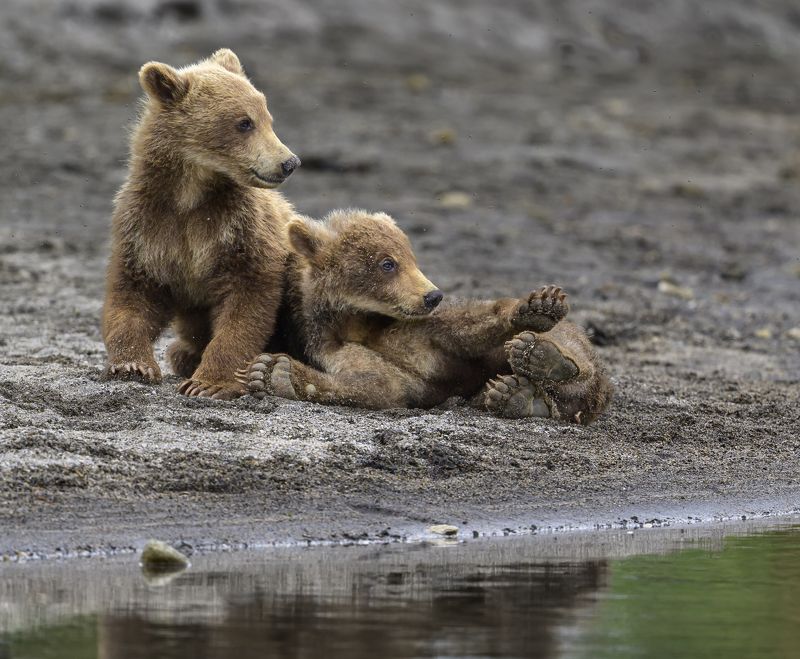 Медвежатаphoto preview